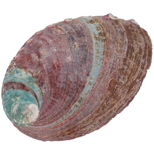HIAKDOFT Porta Incienso Concha de Abulón Natural Rugosa 10-11 Cm, Recipiente para Quemar Hierbas, Decoración del Hogar Multifuncional, Soporte para Incienso y Adorno Ecológico