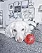 SPOT Play Strong Medium Ball 3.25” | Dog Toys For Aggressive Chewers | Indestructible Dog Toys | Bone | Chew Toys For Aggressive Dogs | Interactive Dog Toy | Dog Chew Toys For Aggressive Chewers