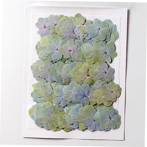 Flores secas doble hortensia 30 piezas para manualidades miniatura 3