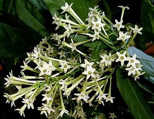 Image of Raat ki Rani Live Plant with Pot | Night Blooming Jasmine Flower Plant | Home Garden Fragrant Flowering Plant for Balcony and Outdoor Dcor - Pack of 1