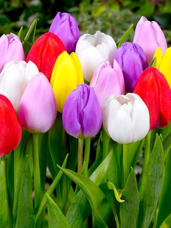 Radha Krishna Agriculture® Tulip Mix Color Flower Bulbs Double Vearty Flowers For Home Gardening (Pack of 10 Bulbs) (B0CTX9BGHG) Amazon Price History, Amazon Price Tracker