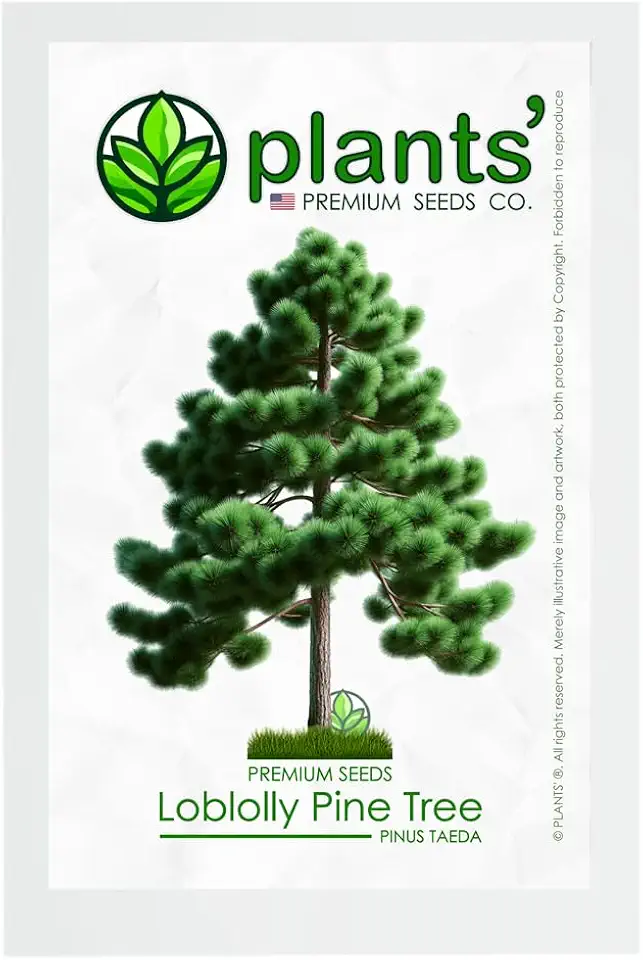 Loblolly Pine Premium Seeds — Pack of 100