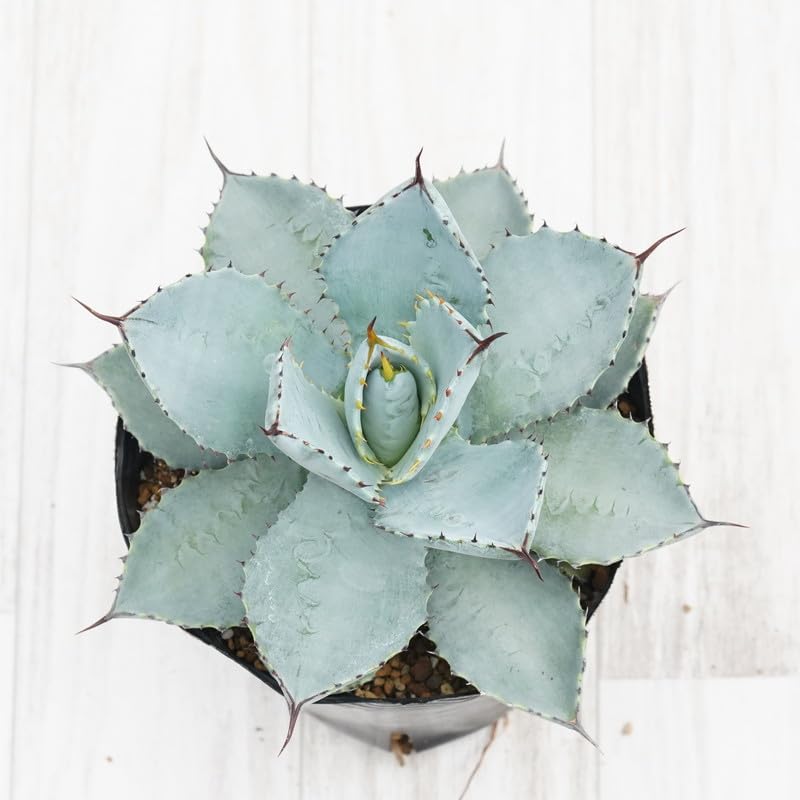 63538アガベ5点セット 63538様専用アガベ5点セット