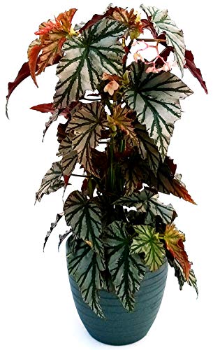 POWERS TO FLOWERS - BEGONIA REX BLAD OVERING HIGHWAY, IN VASO CERAMICA NERO A RIGHEpianta vera