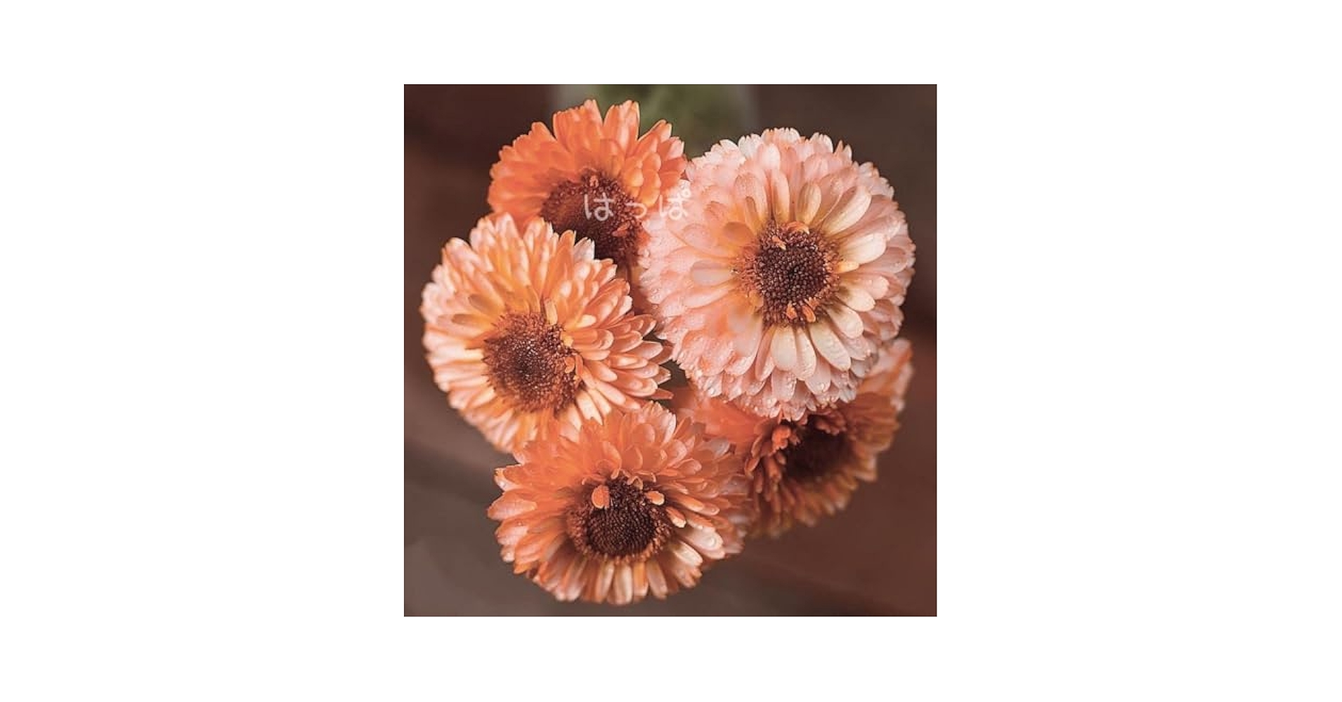 【限定価格】未開封あかねさす紫の花/Sante!!～最高級ワインをあなたに～ 花組 博多座公演 あかねさす紫の花/Sante!!～最高級ワインを