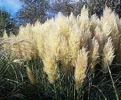 Semilla de hierba ornamental - Cortaderia Pampas Grass Pumila Hybrids