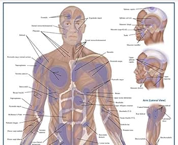 Sclerotome Pain 解剖図！カイロ！整体！鍼灸！エステ！トレーナー！ Sclerotome Pain 解剖図！カイロ！整体！鍼灸！エステ