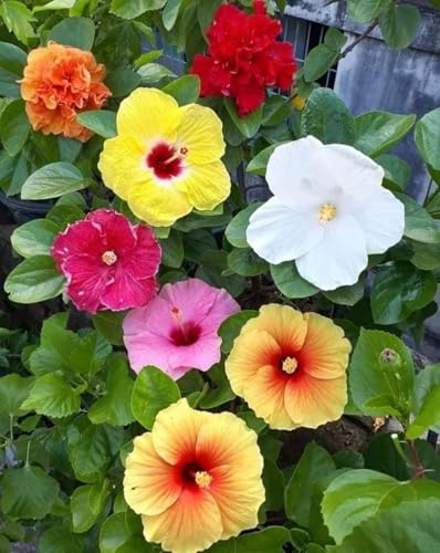 Image of Multi Color Hibiscus Live Plant 5 to 8 Color Grafted Hybrid Gudhal Flowering Plant Exotic Bloom Outdoor Decorative Plant for Home Garden Balcony Terrace Pack of 1