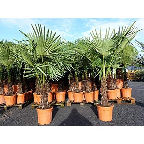 gruenwaren jakubik XXL Palme winterhart 140-170 cm Trachycarpus fortunei, Hanfpalme, Top-Qualität Cover