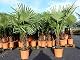 Winterharte Palmen von Grünwaren Jakubik – Trachycarpus Fortunei XXL