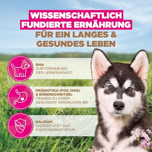 Eukanuba Welpenfutter getreidefrei mit Fisch für große Rassen, Premium Trockenfutter ohne Getreide für Junior Hunde, 12 kg