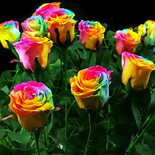 Lioder Seeds Garden - Imported Rare Rose Bushes Rainbow Promise Rose Flower Seed Perennial Plant Seeds Bonsai Plants