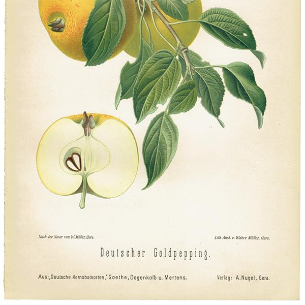 Amazon.co.jp: ドイツの果実学 リンゴ 植物画 アンティーク ボタニカル
