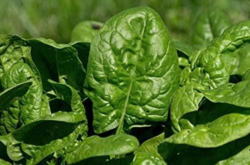 Spinach Organic Non-GMO 250 Seeds