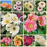Gerbera, Gerbera jamesonii, herbstpflanzen GerberaSamen Mehrjährig, gartenpflanzen blumensamen mehrjährig winterhart 100Samen