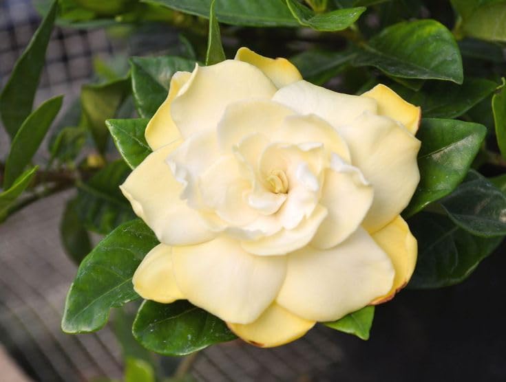 See full amazon price history chart for Golden Gardenia Yellow Gandharaj Highly fragrant flowering shrub No Pot (1) Golden Gardenia Yellow Gandharaj Highly fragrant flowering shrub No Pot (1) (B0CH37YV64) Amazon Price History, Amazon Price Tracker