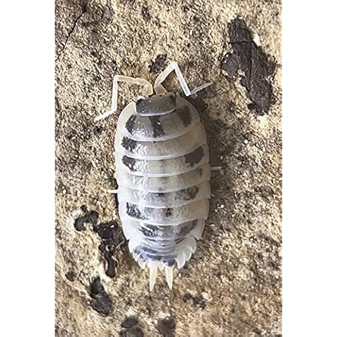 Bugzy Bugs Dairy Cow Porcellio Laevis 12 Count Isopods Live Roly Poly Cleanup Feeder Crew Reptile Food for Reptiles Terrariums Vivarium Cover