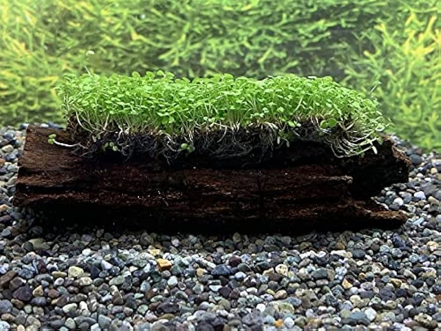 Amazon | 【水草】【流木】ベビーハイグロ付流木 Sサイズ 1個