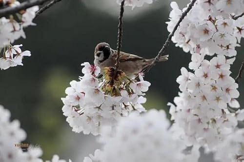 Live Plants Japanese Pink "Hiroshima Lovers" Sakura Oriental Cherry Blossom Seedlings - Height 12 Inch For Yards And Garden Decoration #TOP3