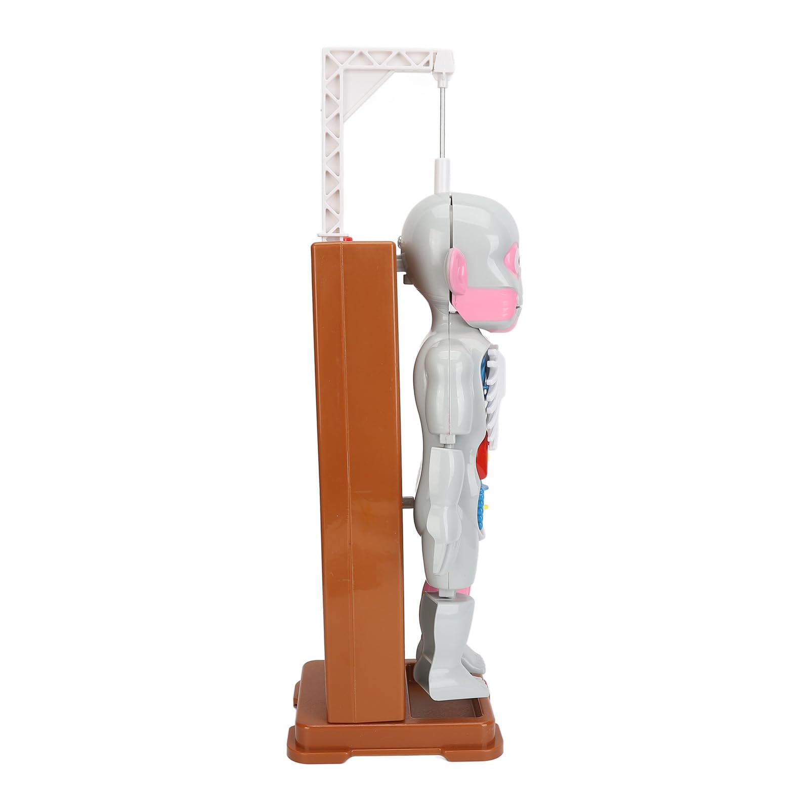 Juego Educativo de Juguete de Anatomía del Cuerpo Humano