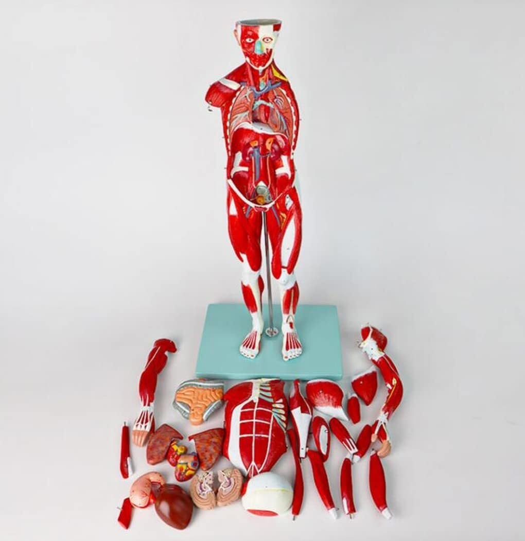 Modelo Muscular De Enseñanza Médica De Los Órganos Internos del Cuerpo Humano Simulación De Movimiento De Consumo De Tejido Anatómico