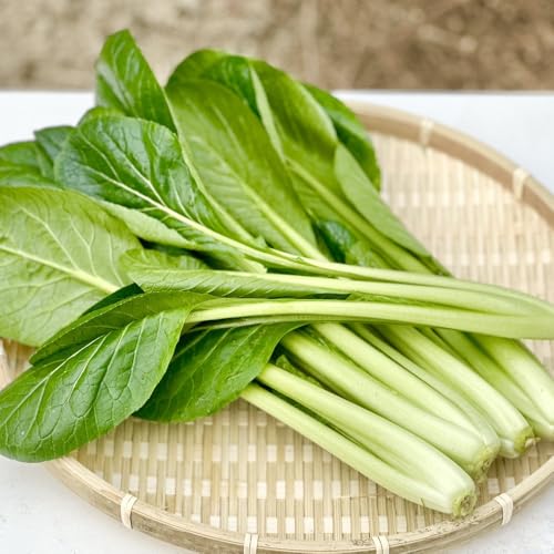 [定期便]岡山県産 新鮮小松菜 900g