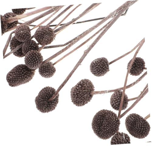 Bouquet 20pcs Flores Secas Craspedia Natural Café DIY miniatura 3