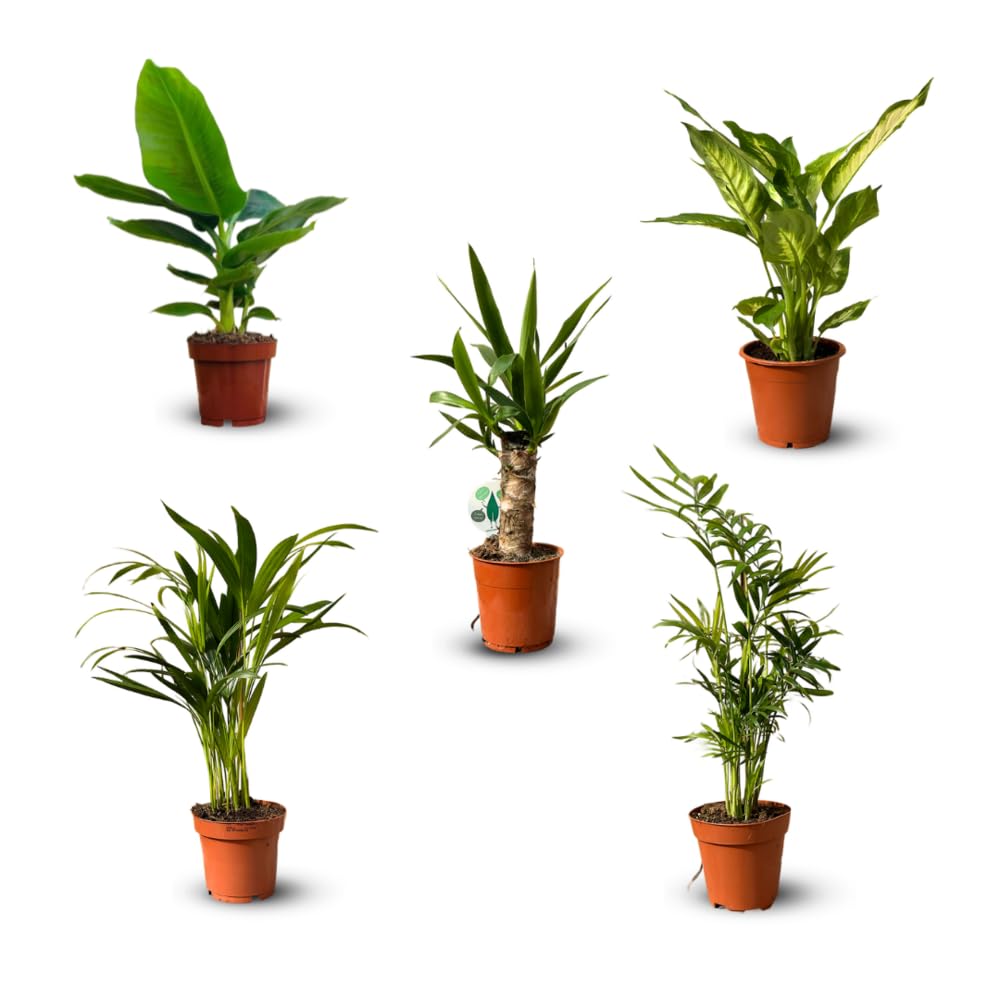 Mélange de plantes d'intérieur pour purifier l'air de la maison 5x