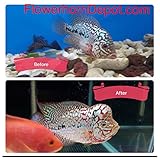 AMGBOOSTER FLOWERHORN Food (Medium)