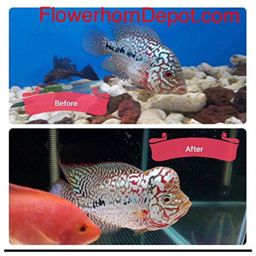 AMGBOOSTER FLOWERHORN Food (Medium) 100gram