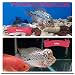 AMGBOOSTER FLOWERHORN Food (Medium)