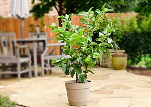 ROYAL LAND Dwarf White Indonesian Seedless Guava Psidium guajava 1 Healthy Live Plant (B08K3FTTLR) Amazon Price History, Amazon Price Tracker