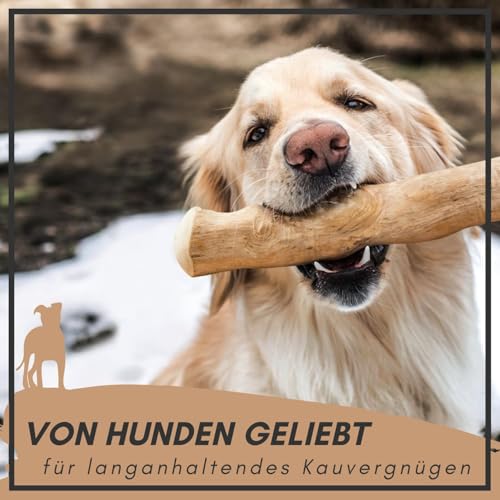 Supravit Natürlicher Kauknochen aus Kaffeeholz für Hunde S | Mehr als EIN Holzstäbchen - spannendes Hunde Kauspielzeug & langanhaltende Beschäftigung | Kaustab Kauholz