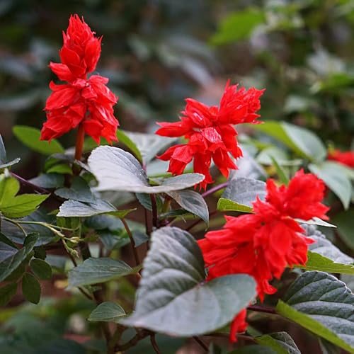 Semillas de de salvia de fuego (Salvia Splendens)、Cultivo de semillas,resistentes al exterior.de semillas de 200pcs