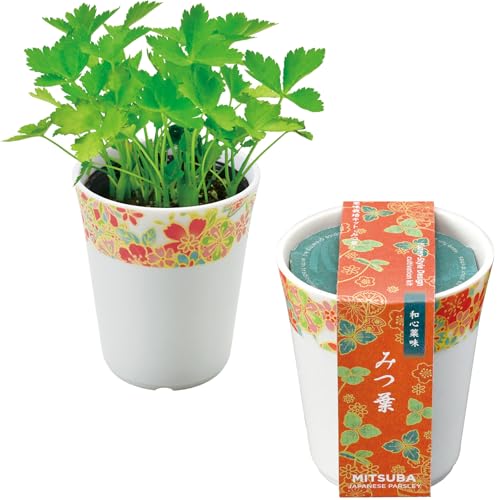 V| ʔN ƒ؉ ͔|Lbg ݂t ̌a 7cm ~j ȒP Ă ͔|Zbg (R/H) aS ̓ v[g a { GD-104903