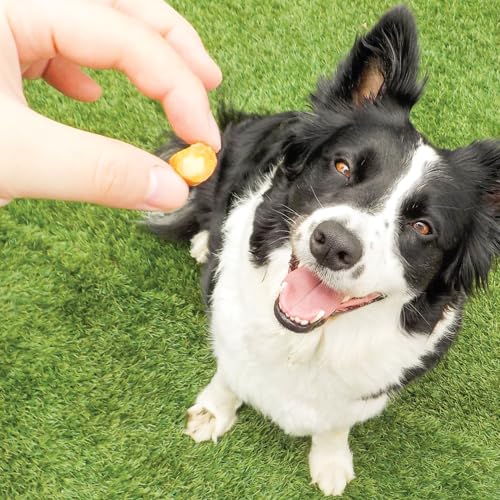 INABA Churu Fun Bites Chewy Dog Treats, Chicken Pumpkin, 8ct - image 8