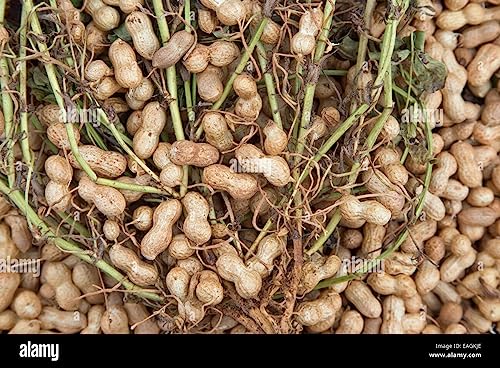 Image of Organic Peanut /Groundnut Oil (2 Liter) Cold Pressed /Wood Pressed Oil | Mumfali Kachi Ghani Ka Tel by EYWA (Suhani)
