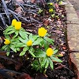 Che tu sia un princi o un giardiniere esperto, puoi goderti un giardino a casa con le nostre varianti di piantagioni a sfera.