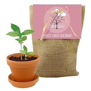 Pflanzset Baum Set – Geschenk/Geschenkidee Brautpaar – Hochzeit – Robinie