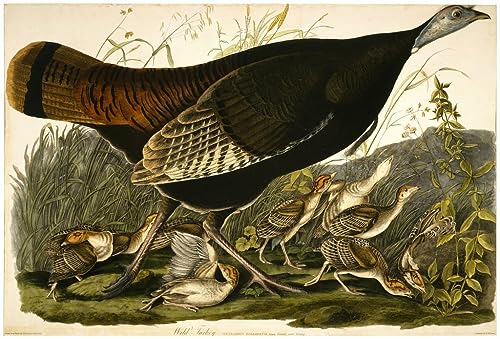 Peinture d'art d'affiche Wild Turkey, poster de maître pour décoration haut de gamme