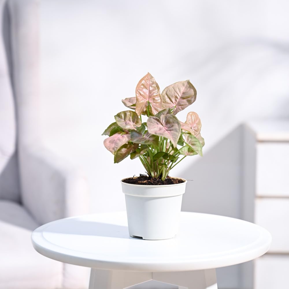 UGAOO Syngonium Pink Neon Live Plant With Grow Pot (B0CD5V6S5L) Amazon Price History, Amazon Price Tracker