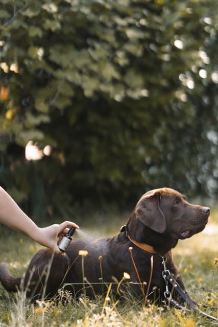 Silberspray für Hunde – natürliche Pflege, mit Aloe Vera und Hyaluron, reinigt und regeneriert, nanofrei, mit Mikrosilber, SILBERSPRAY von LILA LOVES IT, 50 ml