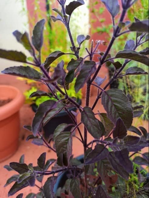 Oxygeen Krishna (Purple Leaf) Tulsi Shyama Tulsi Ocimum Tenuiflorum Holy Basil Marjoram Niazbo Tulsi Tulasi Tamole Damole Domole Healthy Plant (Without Pot)