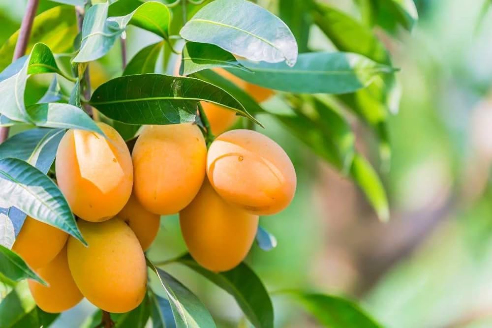 Gir kesar grafted mango plant,plant for gir kesar grafted mango (Pack of 2) (B0CT315NDG) Amazon Price History, Amazon Price Tracker