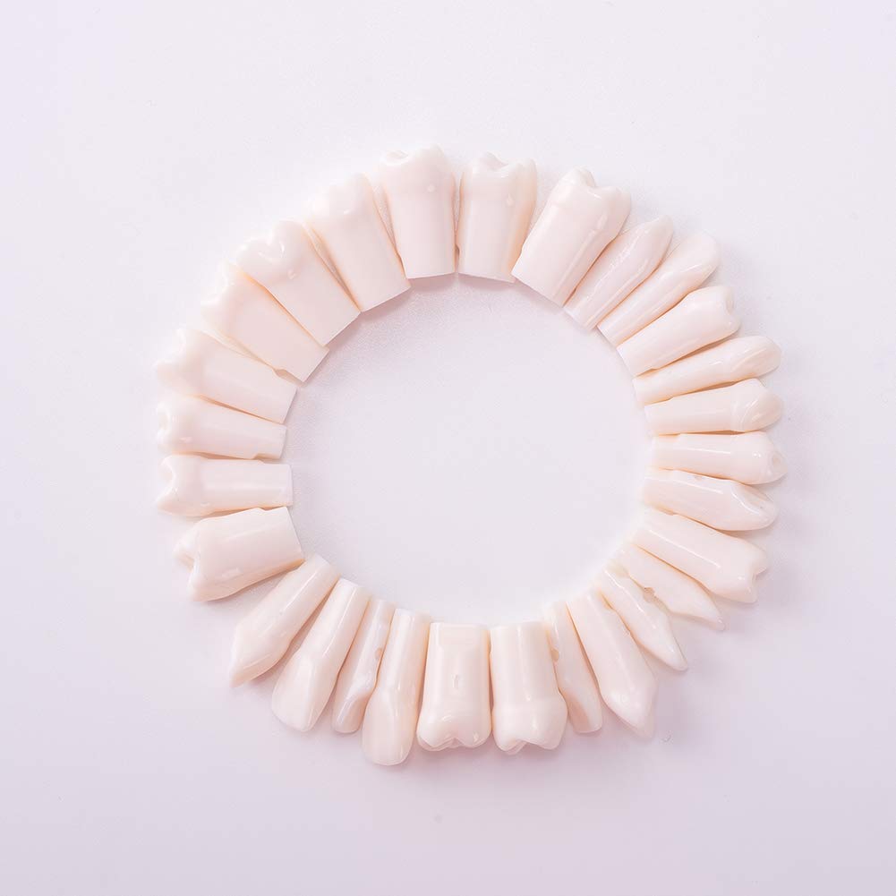 Dental Teeth Model 28pcs/Set Parmanet Teeth with Straight Roots