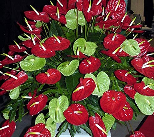 Portal Cool 100 Stck Red Anthurium Samen Garten Samen Spitze Blatt Blume  Anturium Andraeanum : Amazon.de: Sonstiges
