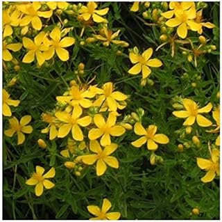 Hypericum perforatum/St John's Wort/Medicinal Herb/Seeds