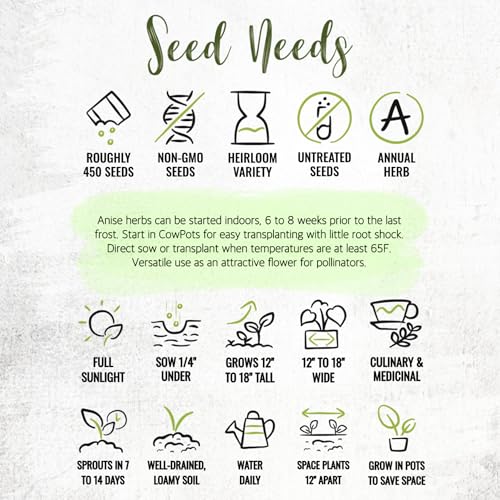 Seed Needs Anise Seeds for Planting Pimpinella anisum - Non-GMO Heirloom & Untreated Herb Seed to Grow a Medicinal/Culinary Home Grown Garden Indoors or Outdoors (1 Pack) - Image 7