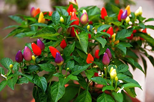 Donastella 100 Seeds Rainbow Chili Peppers Multicolored Capsicum Vegetables Food Mini Hot Pepper Seeds #TOP1