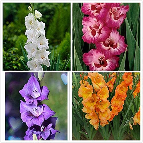 20 Lampadine Di Gladiolo Giardino Misto Multi-fiorito Esotico Profumato Splendido Giardinaggio Deve Avere Un Vasto Pubblico Mazzi Di Colori Accuratamente Abbinati Principianti Adatti